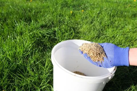 A creative concept shot showing a hand scattering green grass seeds into a wh Foto stock