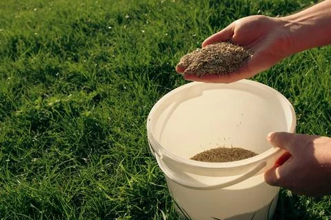 A creative concept shot showing a hand scattering green grass seeds into a wh Stock Photos