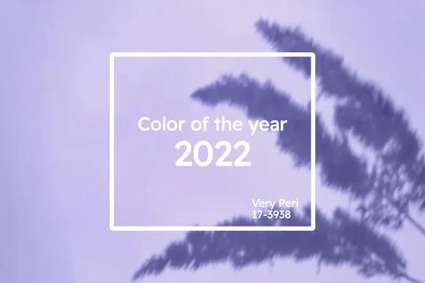 Creative copy space with pampas grass shadows on a soft blue violet wall. Top Stock Photos