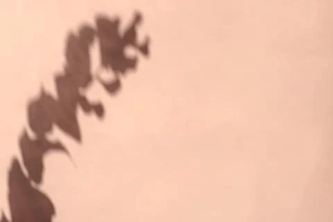 Creative copyspace with flower shadows on a soft beige pink wall Stock Photos