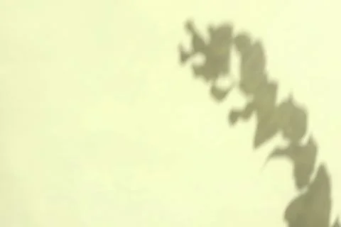 Creative copyspace with flower shadows on a soft green wall Stock Photos