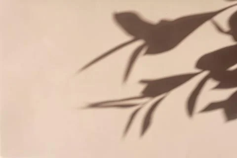 Creative copyspace with flower shadows on a soft beige pink wall Stock Photos