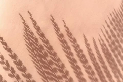 Creative copyspace with flower shadows on a soft beige pink wall Stock Photos