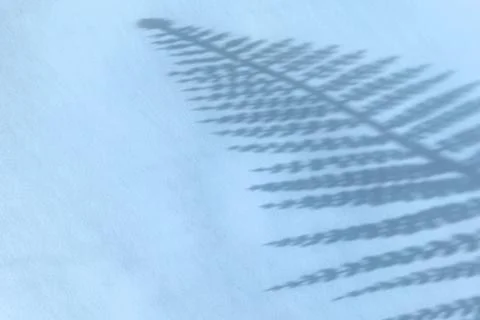 Creative copyspace with flower shadows on a soft blue wall Stock Photos