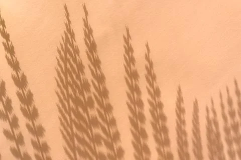 Creative copyspace with flower shadows on a soft beige pink wall Stock Photos