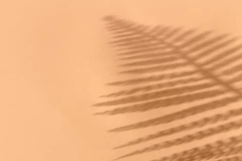 Creative copyspace with flower shadows on a soft beige pink wall Stock Photos