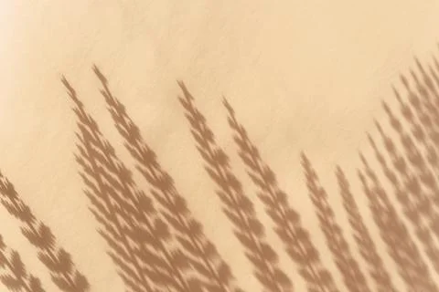 Creative copyspace with flower shadows on a soft beige pink wall Stock Photos