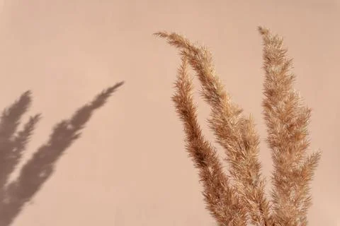 Creative copyspace with pampas grass and shadows on a soft beige pink wall Stock Photos