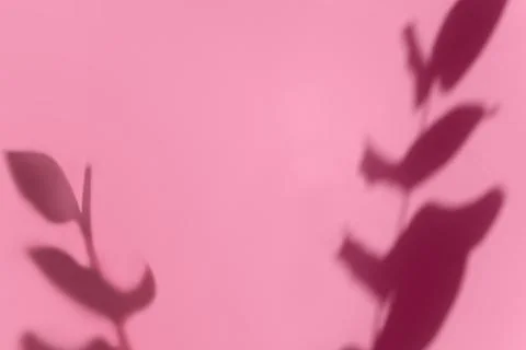 Creative copyspace with shadows on a shiny soft pink wall. Top view of leaves Stock Photos