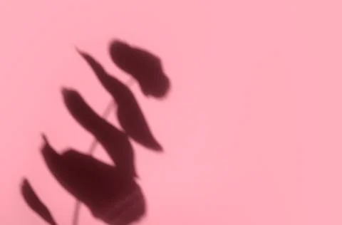 Creative copyspace with shadows on a shiny soft pink wall. Top view of leaves Stock Photos