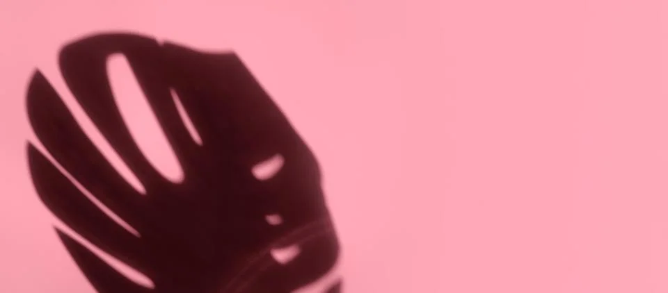 Creative copyspace with shadows on a shiny soft pink wall. Top view of leaves Stock Photos