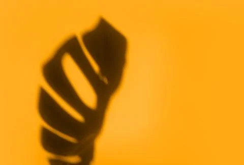 Creative copyspace with shadows on a shiny soft yellow wall. Top view of leaves Foto stock