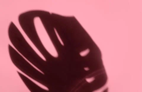 Creative copyspace with shadows on a shiny soft pink wall. Top view of leaves Stock Photos