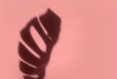 Creative copyspace with shadows on a shiny soft pink wall. Top view of leaves Stock Photos