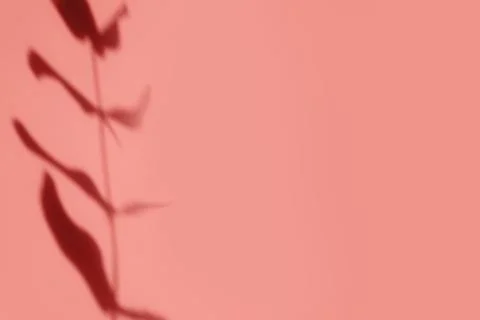 Creative copyspace with shadows on a shiny soft pink wall. Top view of leaves Stock Photos