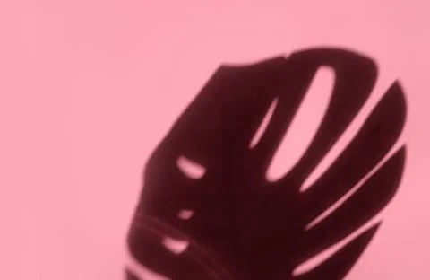 Creative copyspace with shadows on a shiny soft pink wall. Top view of leaves Stock Photos