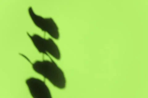 Creative copyspace with shadows on a shiny soft green wall. Top view of leaves Stock Photos