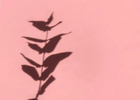 Creative copyspace with shadows on a shiny soft pink wall. Top view of leaves Stock Photos