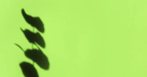 Creative copyspace with shadows on a shiny soft green wall. Top view of leaves Stock Photos