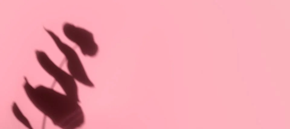 Creative copyspace with shadows on a shiny soft pink wall. Top view of leaves Stock Photos