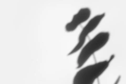 Creative copyspace with shadows on a white wall. Top view of leaves shadows on Stock Photos