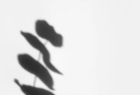 Creative copyspace with shadows on a white wall. Top view of leaves shadows on Stock Photos