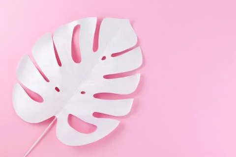 Creative decorative composition - white monstera on a pink background. Stock Photos