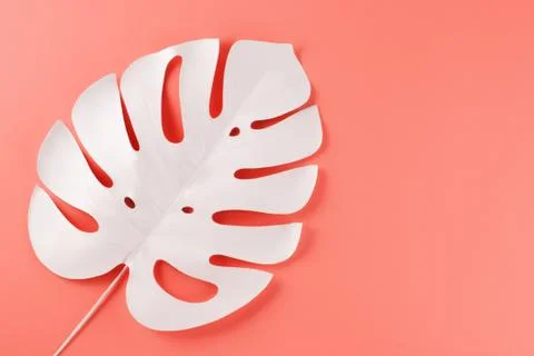 Creative decorative composition - white monstera on a pink background. Concep Stock Photos