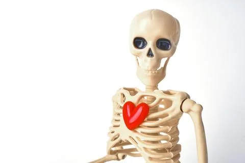 Creative Display of a Human Skeleton Holding a Red Heart Symbolizing Life and Stock Photos