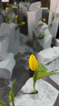 A Creative Display of Yellow Tulips Emerging from Stone Blocks, Symbolizing Stock Photos