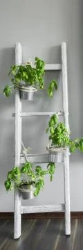 Creative DIY place for basil Stock Photos