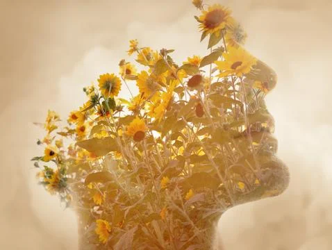 A creative double exposure profile portrait disappearing into sunflowers photo Stock Photos