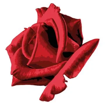 Creative drawing Rose. Stock Illustration