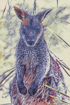 Creative drawing of Wallaby Stock Illustration