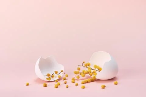 Creative Easter concept. Broken egg with mimosa flowers on pink gradient Stock Photos