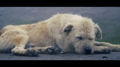 Creative Effect Video of Dog Resting Outdoors Stock Footage 316892264