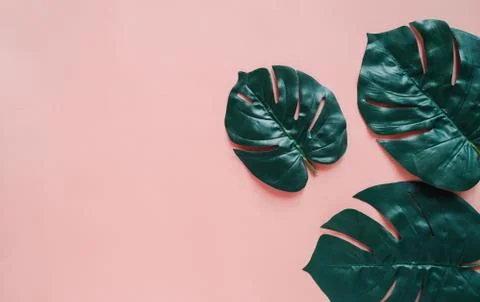 Creative flat lay of green botany plant on colorful background Stock Photos