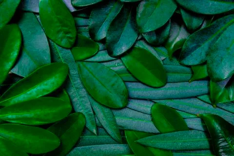 Creative flat lay out  dark green leafs for background and wallpaper. Stock Photos