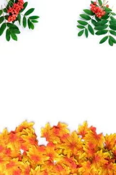 Creative flat lay top view of composition with rowan branches and yellow mapl Stock Photos