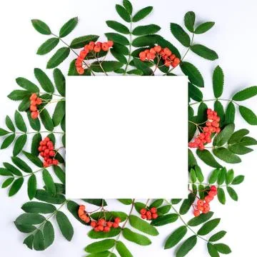 Creative flat lay top view of composition with isolated rowan branches and pa 写真素材