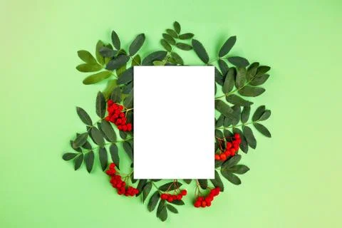 Creative flat lay top view of composition with rowan branches and paper page  Stock Photos