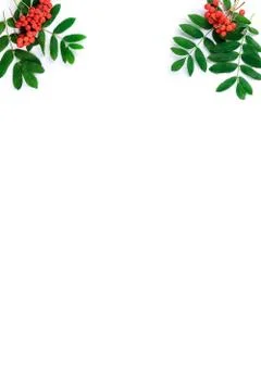 Creative flat lay top view of composition with rowan branches with copy space Stock Photos