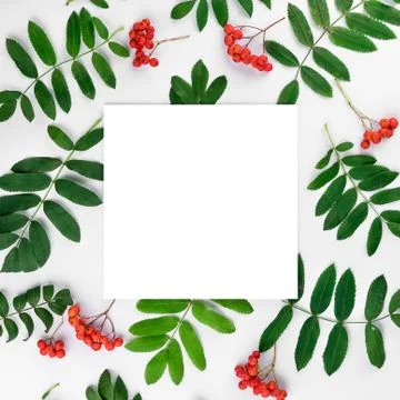Creative flat lay top view of composition with isolated rowan branches and pa 스톡 사진