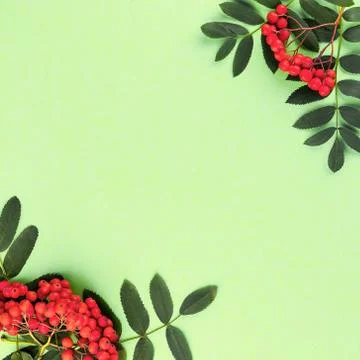 Creative flat lay top view of composition with rowan branches with copy space 库存照片