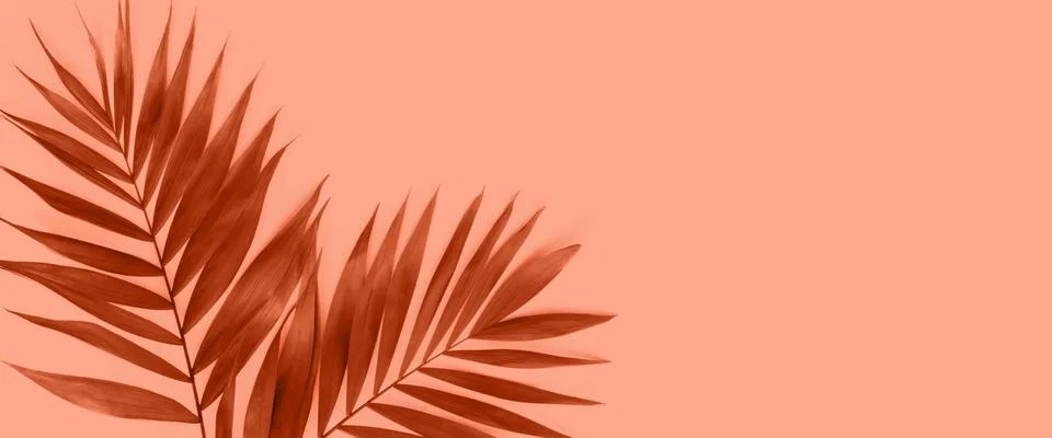 Creative flat lay top view of green tropical palm leaves on peach paper backg Stock Photos