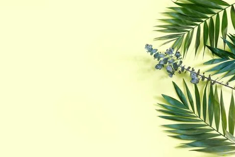 Creative flat lay top view of green tropical palm and eucalyptus leaves on ye Stock Photos