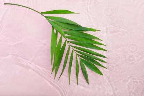 Creative flat lay top view of green tropical palm leaves on  pink water backg Stock Photos