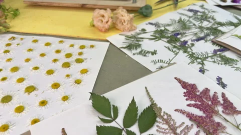 A creative flatlay of various pressed wildflowers — daisies, vetch, astilbe, and Stock Footage 313785723