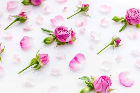 Creative floral pattern of roses and petal on a white background. Background  Stock Photos