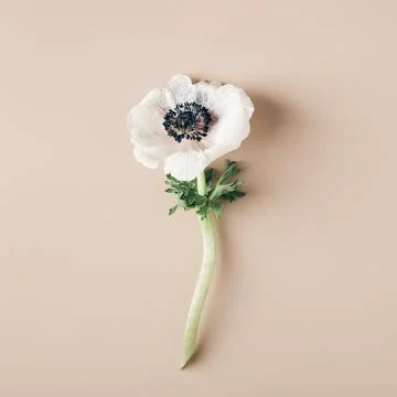 Creative flower background, pattern Stock Photos